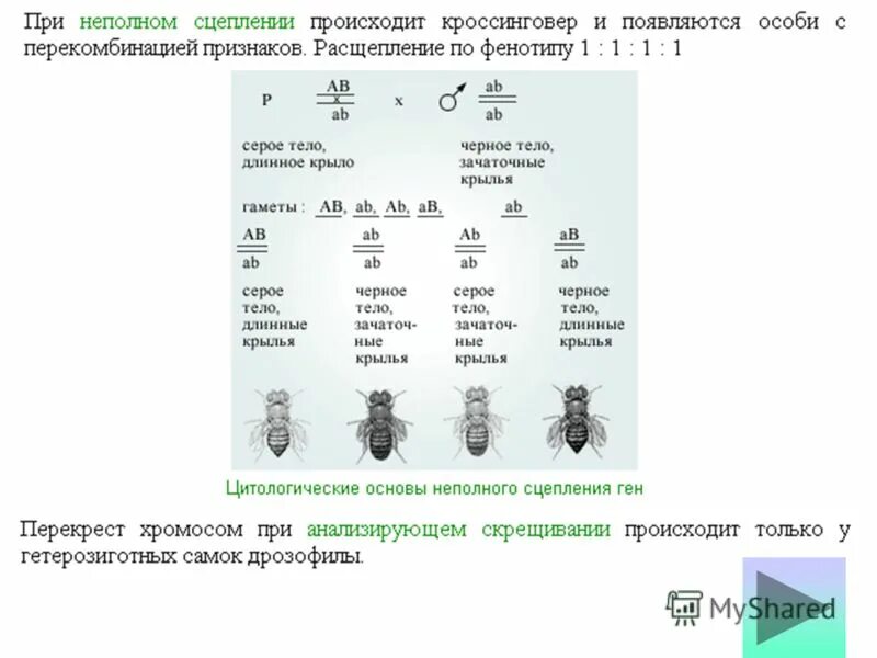 Неполное сцепление схема скрещивания. Схема неполного сцепленного наследования. Сцепленное наследование неполное сцепление. Анализирующее скрещивание при неполном сцеплении. Полное и неполное сцепление генов