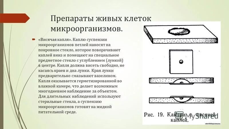 кластер механизм действия пробиотиков. приготовление препарата методом висячей капли. способы приготовления препаратов микроорганизмов. приготовление препарата из культуры бактерий. препараты живых клеток микроорганизмов.