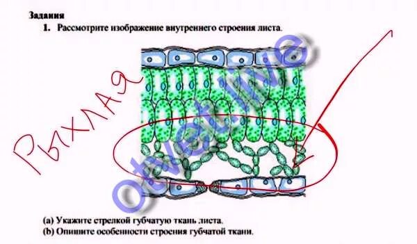 Столбчатая основная ткань выполняет функцию. Столбчатая основная ткань выполняет функцию