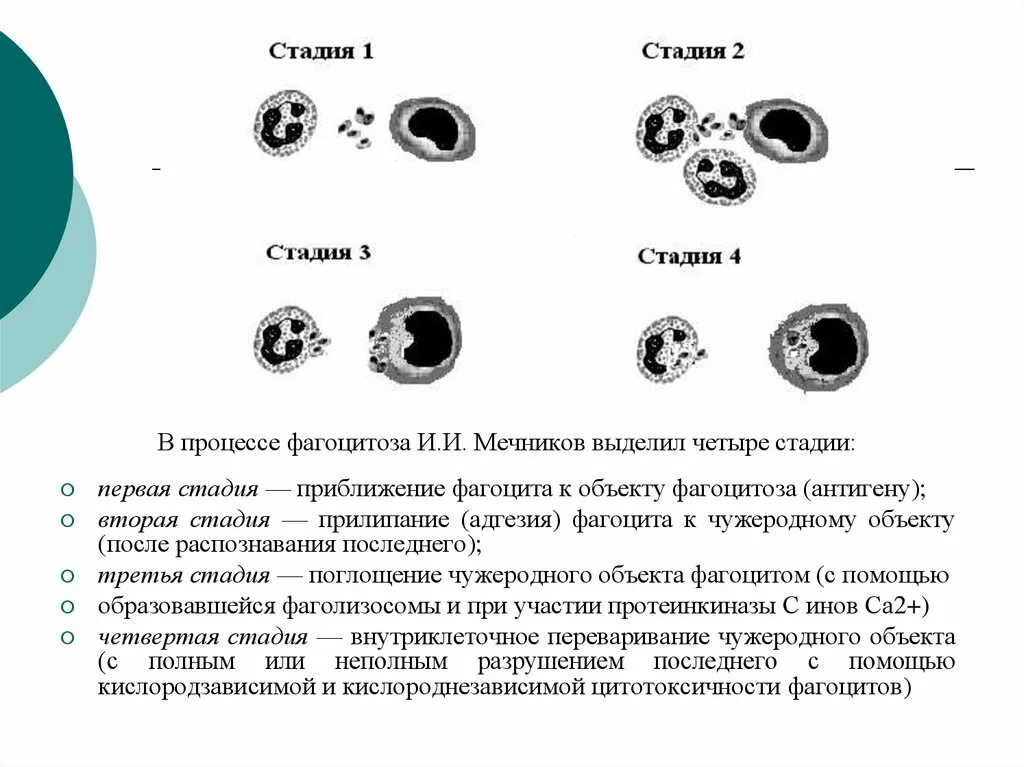 4 Стадии фагоцитоза иммунология. 4 Стадии фагоцитоза схема. Охарактеризуйте фазы фагоцитоза. Фазы фагоцитоза схема 4 фазы.