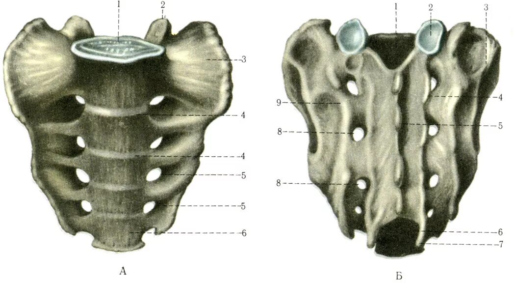 Крестец анатомия. Крестец и копчик вид спереди. Крестовый позвонок анатомия. Кости крестец анатомия человека.