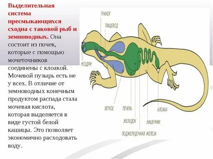 Орган выделения продуктов обмена у земноводных