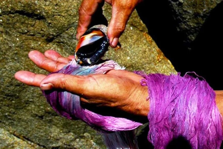 Как добывали пурпурную краску. Улитка багрянка пурпур. Краска пурпур финикийцы. Багрянка моллюск. Финикия моллюски пурпур.