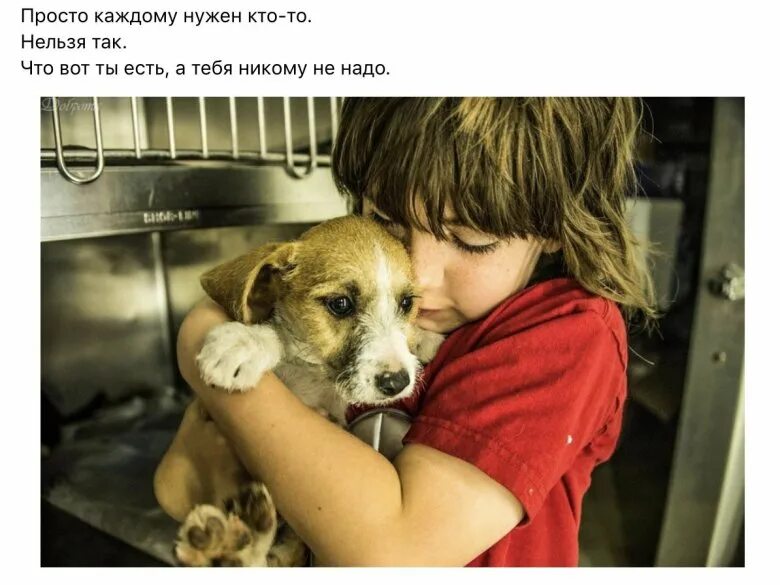 Милосердие к животным. Сострадание к животным. Сострадание человека к животному. Эмпатия к животным. Не находя сочувствия