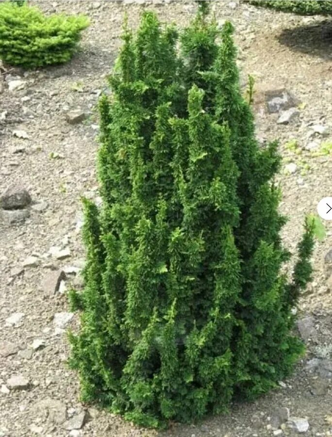 Туя Западная Malonyana Holub. Туя Западная Малониана (Malonyana). Туя Западная (Thuja occidentalis Malonyana. Туя Западная Малониана Голуб. Холоб