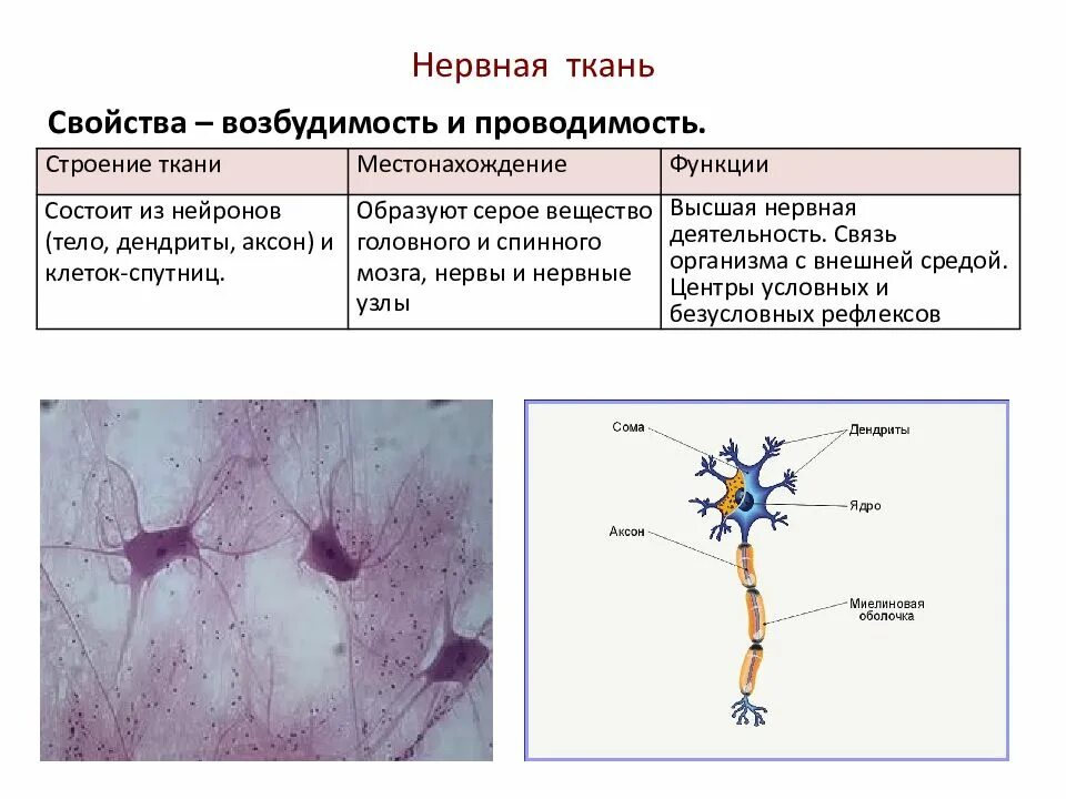 Клетки нервной ткани выполняющие опорную функцию. Нервная ткань строение и функции местоположение. нервная ткань строение ткани местонахождение функции. нервная ткань функции и строение и местонахождение в таблице. нервная животных ткань местонахождение строение и функции.