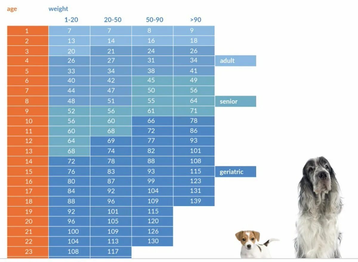 Как посчитать сколько собаке. Возраст собак мелких пород по человеческим меркам таблица годам. Возраст собаки по человеческим меркам ши тцу. Возраст собаки по человеческим меркам 10 лет. Возраст собаки по меркам человека таблица.