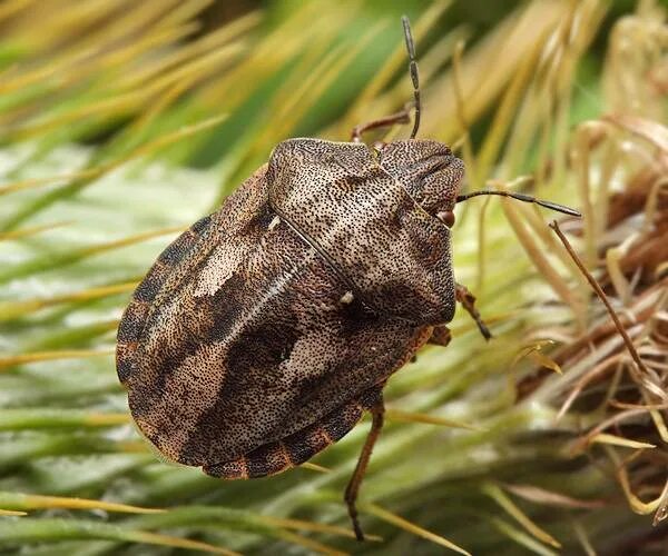 Вредная черепашка – Eurygaster integriceps. Клоп вредная черепашка (Eurygaster integriceps). Хлебные клопы Черепашки. Имаго клопа Черепашки.