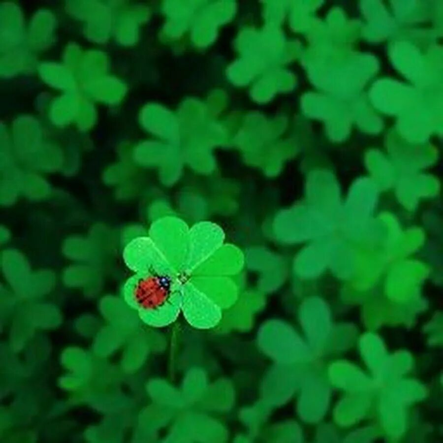 Удача 4. Удача 4. Украшение знак на удачу. Клевер 4х листник. Зеленый клевер четырехлистный.