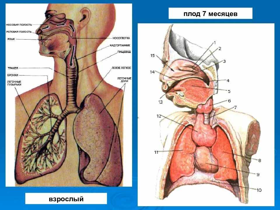 Возрастные особенности системы дыхания у детей. Дыхательная система детей и подростков. Анатомо-физиологические особенности органов дыхания у детей. Особенности строения и функционирования дыхательной системы у детей. Дыхательная система у детей.