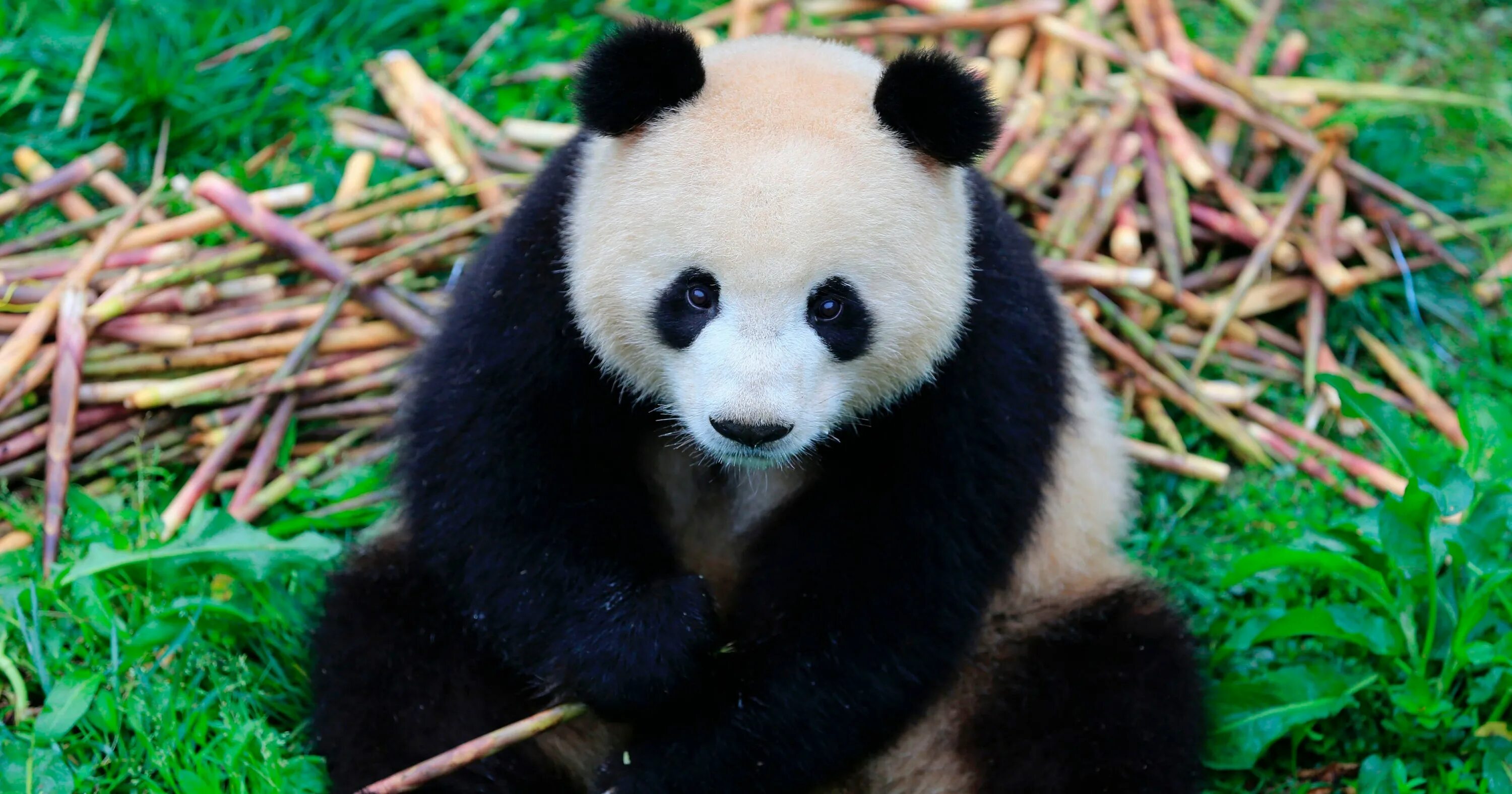 Pandas having. Большая панда во весь рост. красная панда и большая панда родственники. pandas live in italy. изображение на рабочий стол панда в тарелке.