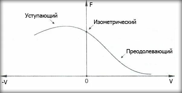 Концентрический режим работы мышц