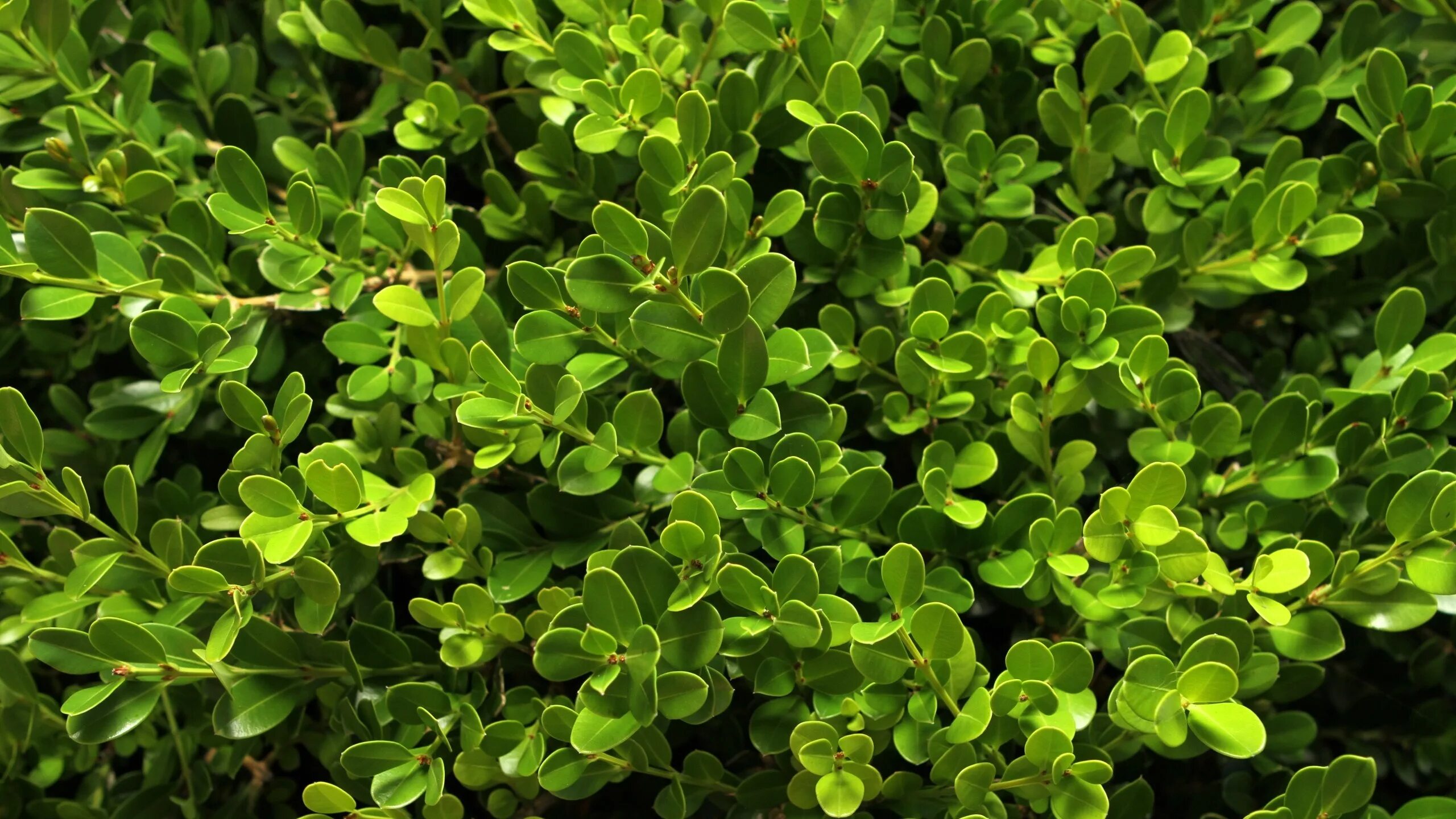 Самшит Балеарский Buxus Balearica. Самшит почвопокровный. Самшит зеленый. Самшит цветет. Www plants