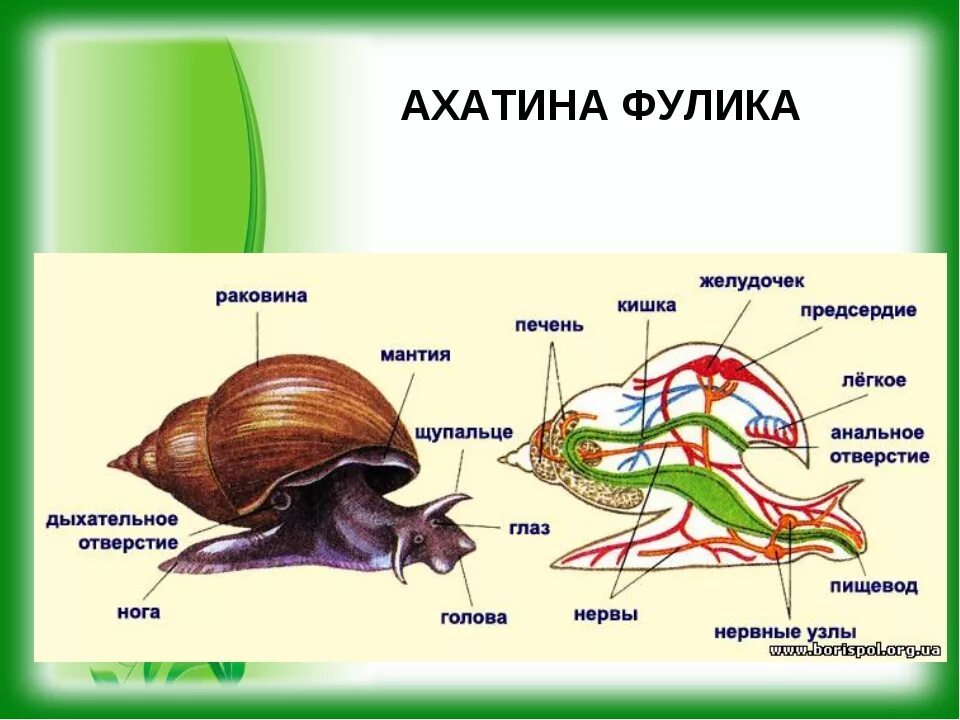 Внешнее строение прудовика обыкновенного. Малый прудовик внешнее строение. Строение ракушки прудовика. Внутреннее строение большого прудовика.