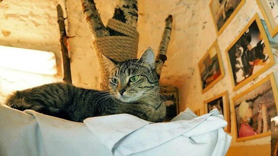 Дом с черными котами содержание чем закончится. Коты в подвалах эрмитажа. содержание кота в квартире. кто завещал все коту.