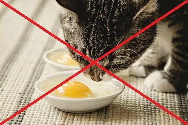 Кошке можно давать яйцо. Кот ест яйца вареные. Кот ест яичницу. Кошка ест сырое яйцо.