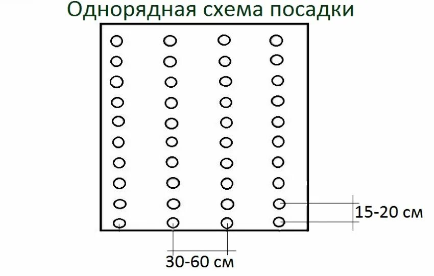 Схема посадки гороха. Схема посадки спаржевой фасоли. Посев гороха в открытый грунт схема. Схема посадки фасоли в открытый грунт.