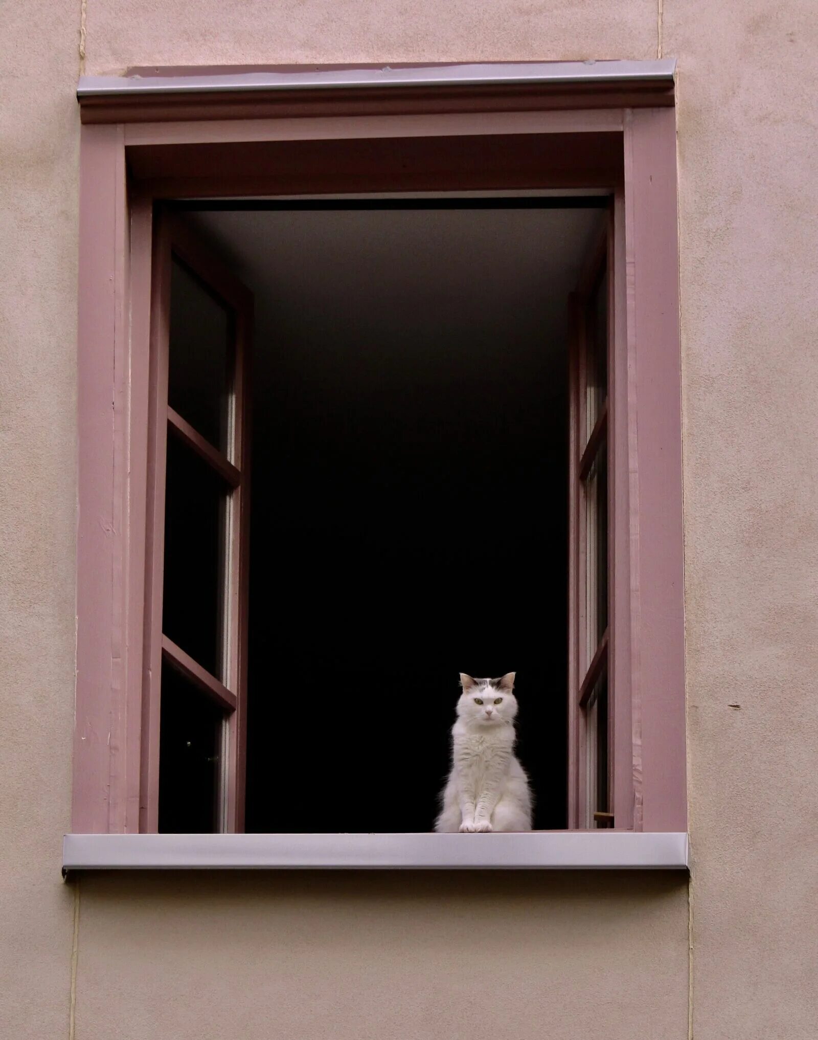 Кот открывает окно. Котик у окна. Кот на окне. Кошки на окошке. Коты в окне.