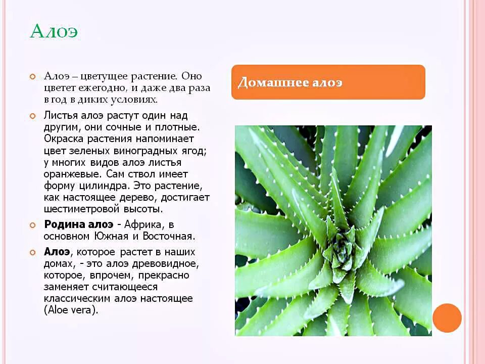 Алой описание. Столетник алоэ вера родина растения. алоэ характеристика растения. алоэ семейство кактусовых. алоэ вера описание растения.