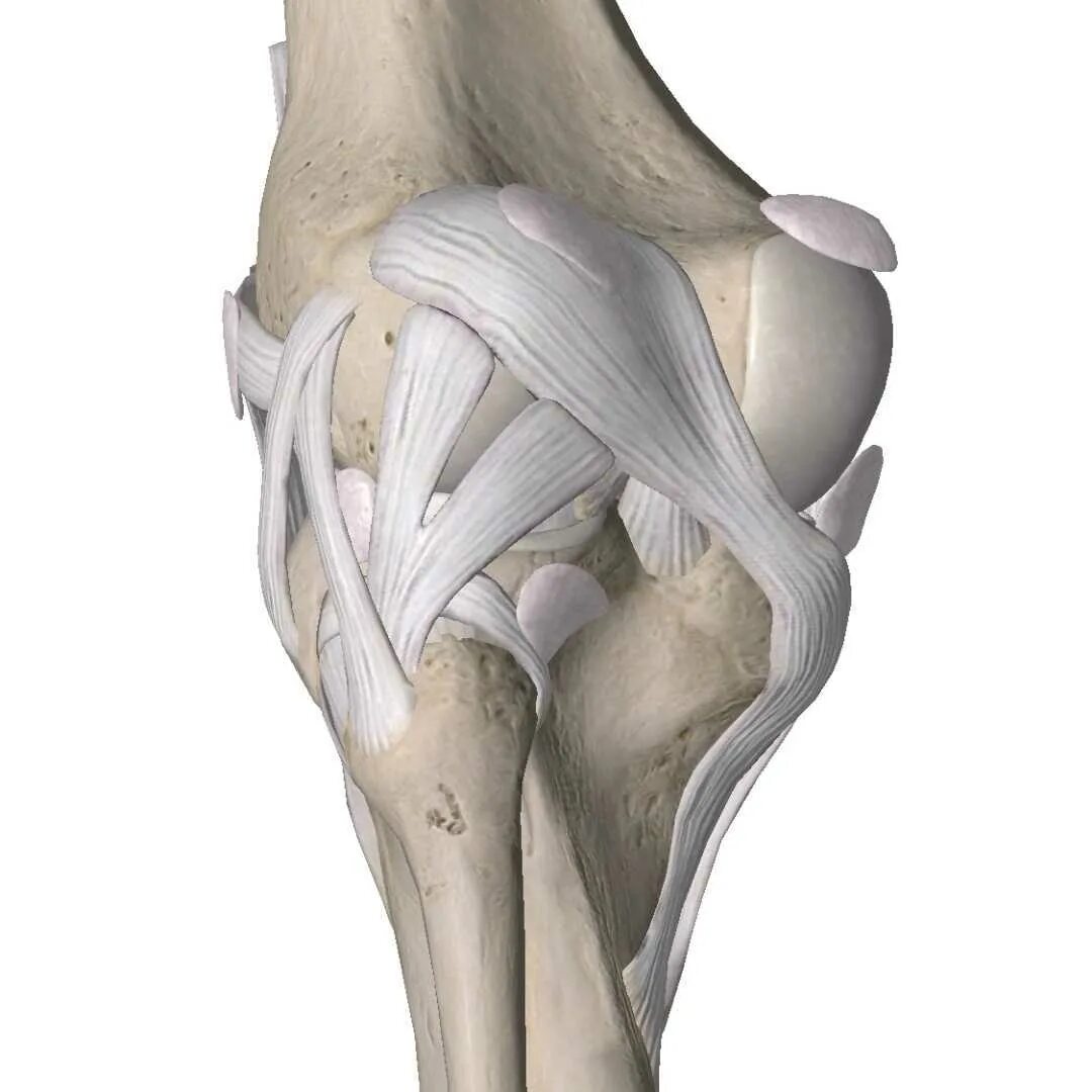 Крестовидная коленная связка. Надрыв крестообразной связки. Разрыв крестообразной связки операция.