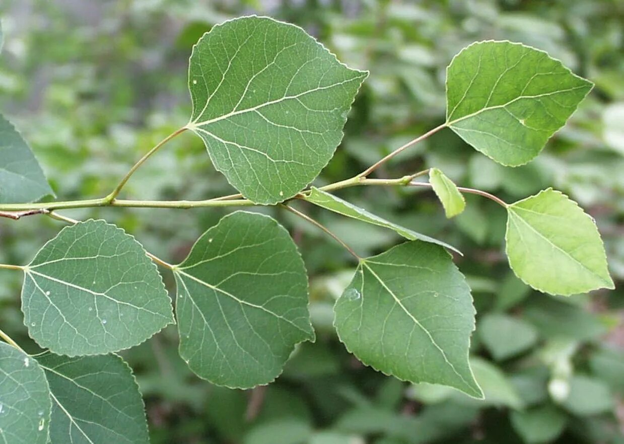 береза бумажная papyrifera. листья искусственные. ветви березы. веточки осины. осина крупнозубчатая.