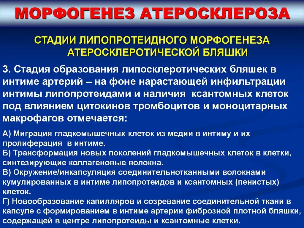Атеросклероз 1 стадии. Морфогенез атеросклероза. стадии морфогенеза атеросклероза. морфогенез атеросклеротической бляшки. стадии развития атеросклеротической бляшки.