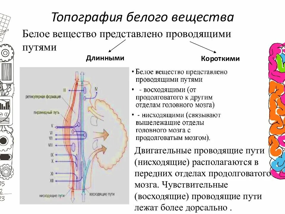 Проводящие пути головного мозга восходящие и нисходящие. Короткие проводящие пути продолговатого мозга. Белое вещество топография зон. Топография проводящих путей продолговатого мозга.