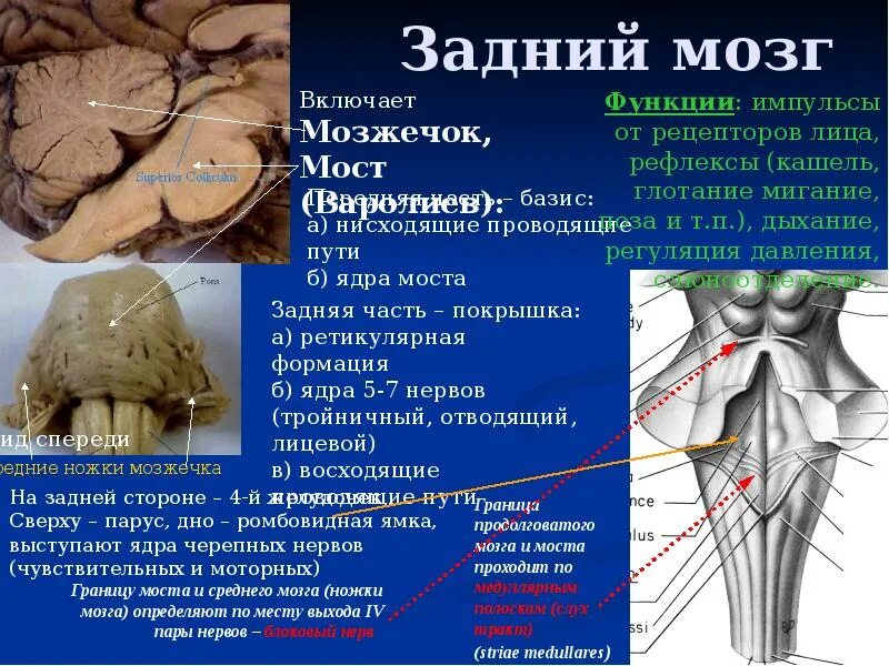 Задний мозг функции. Задний мозг мост строение и функции. задний мозг мост и мозжечок. задний мозг мозжечок функции. задний мозг нервы.