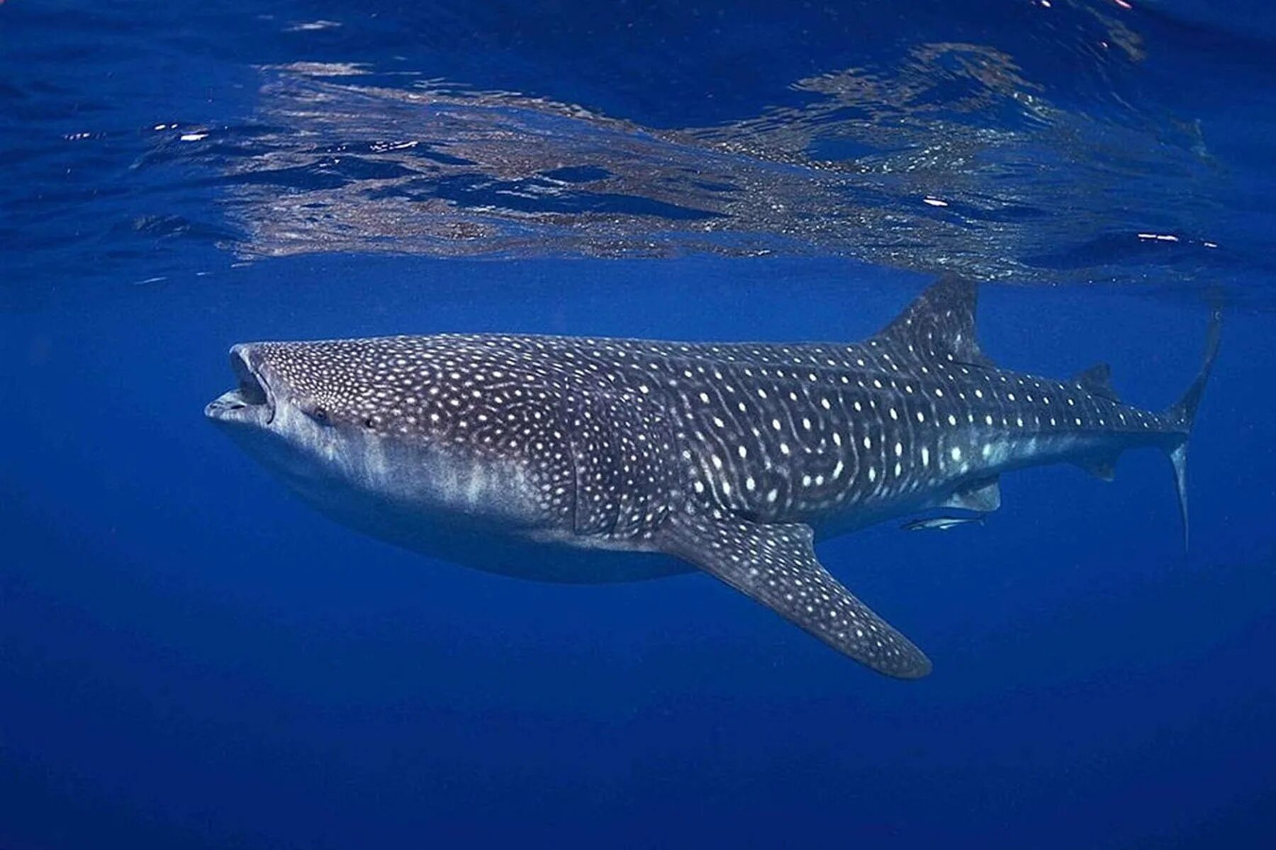 Огромные рыбы в мире. Китовая акула. rhincodon typus акула. самая большая рыба китовая акула. самая большая акула в мире китовая акула.
