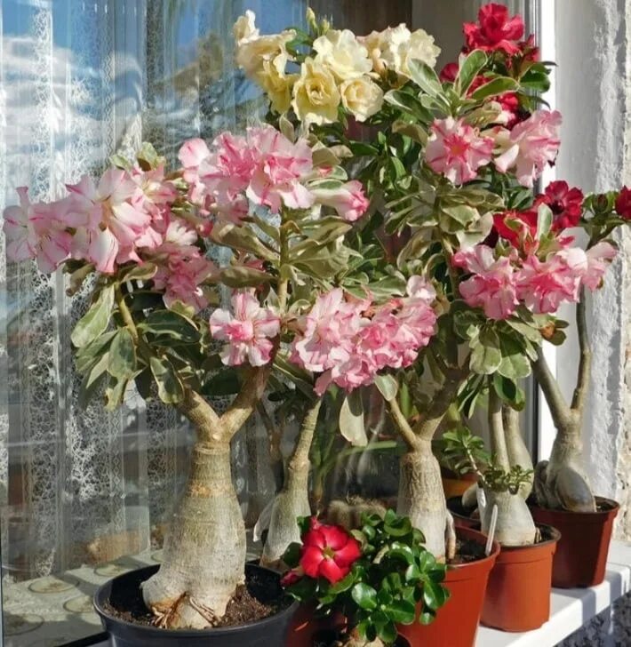 Домашний микс. Adenium Obesum. Адениум микс. Адениум комнатный цветок. Адениум Obesum.