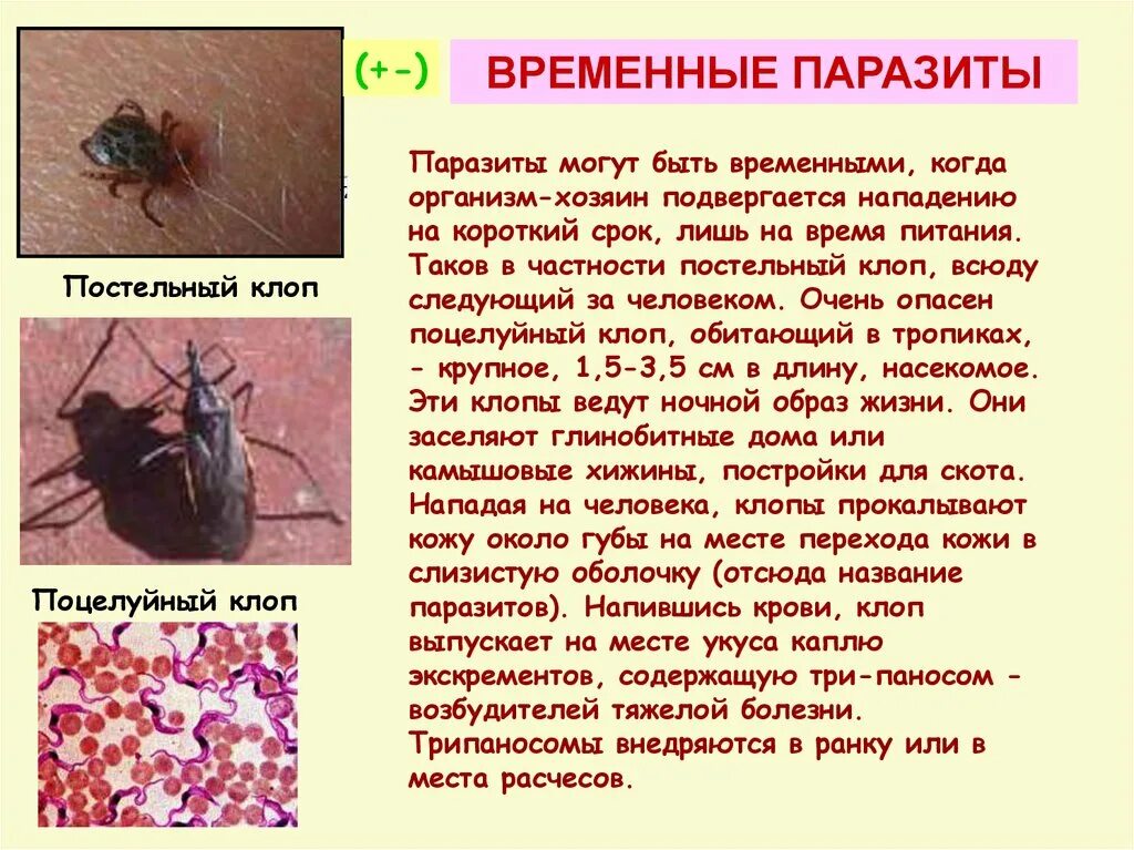 Способен переходить от паразитизма к сапротрофности. Временные паразиты. Временный паразитизм. Клоп это временный паразит. Триатомовый клоп.