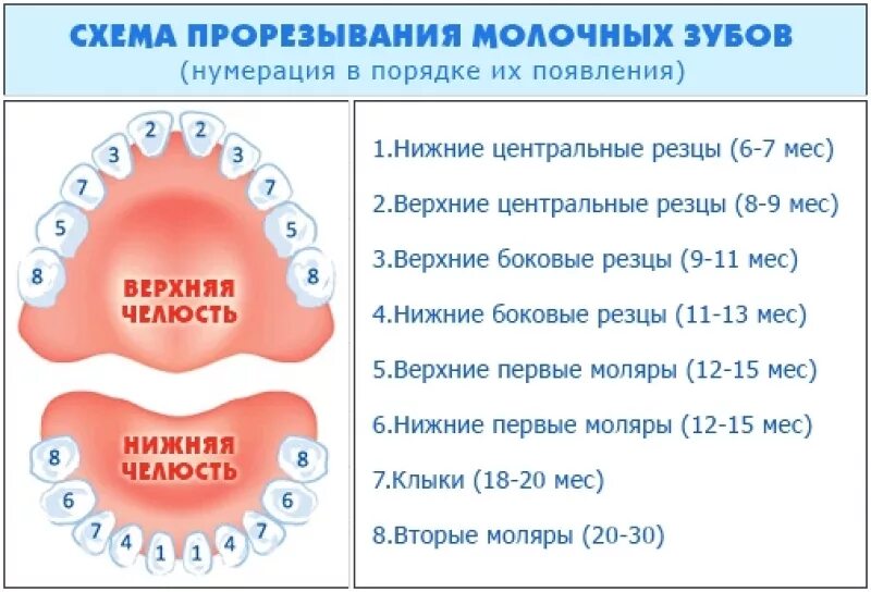 Зубы у детей порядок прорезывания молочных зубов. Как лезут молочные зубы у детей схема. Очерёдность прорезывания зубов у детей до года. Как появляются зубы у детей схема.