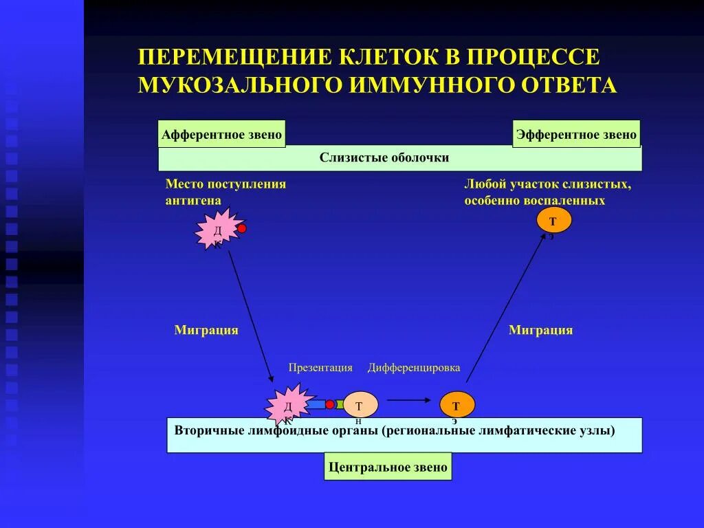 Развитие иммунного ответа