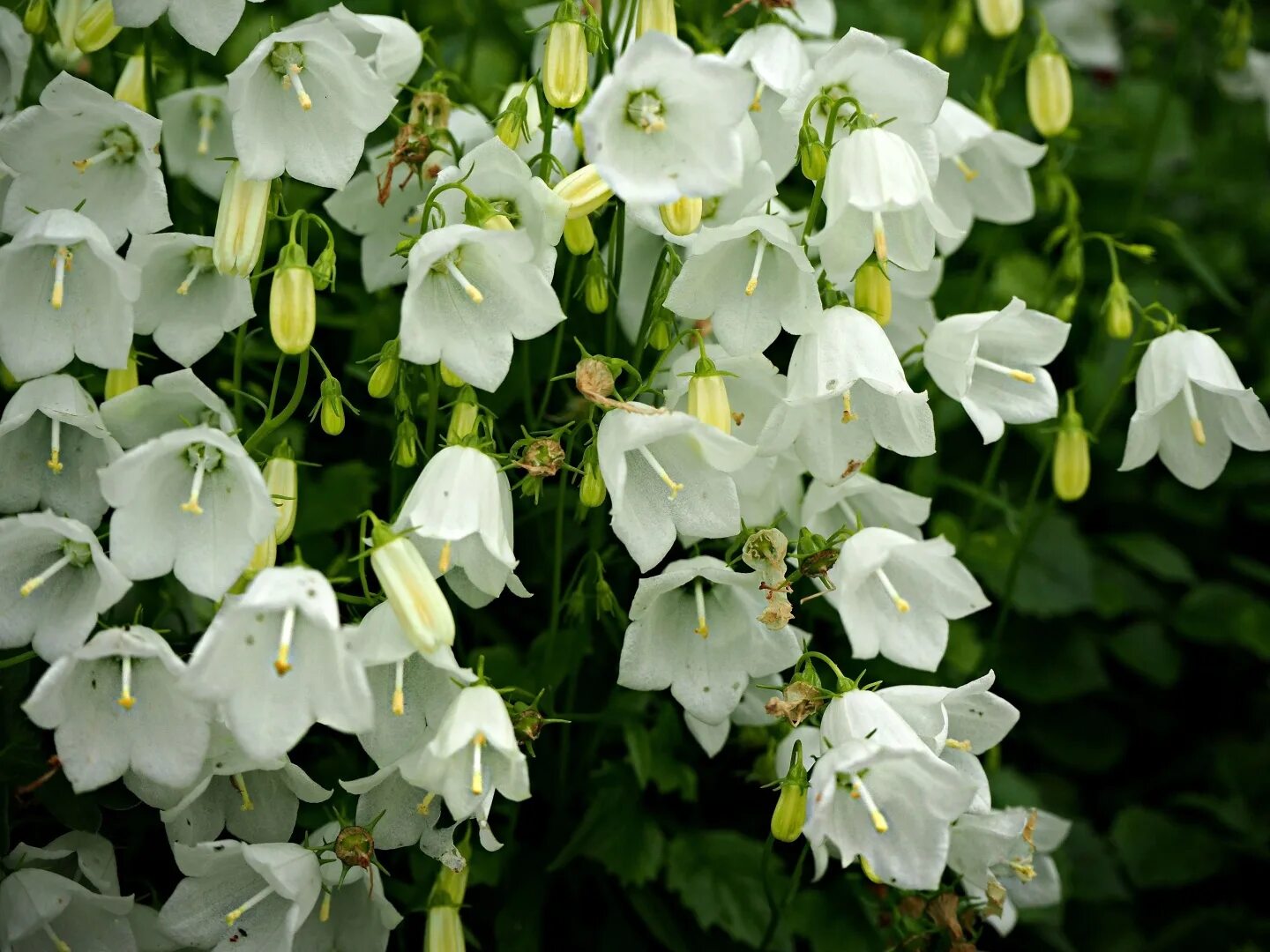 Колокольчик персиколистный (campanula persicifolia l. Эухарис грандифлора. Цветок с большими белыми колокольчиками. Цветок с большими белыми колокольчиками. Кампанула белая.