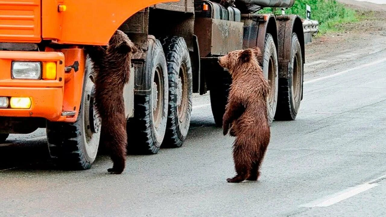 Смешной медведь. Медвежонок на дороге. Медведь дальнобойщик. Ржачные приколы русское