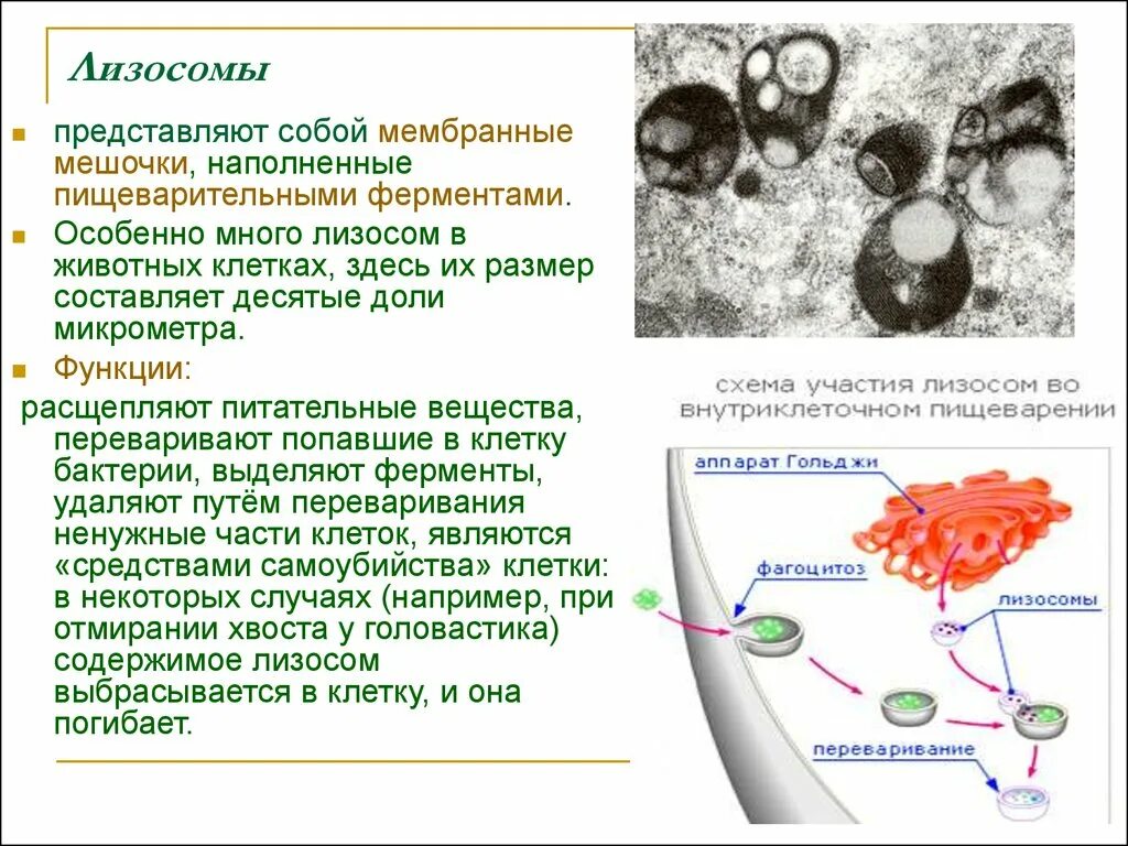 Митохондрии лизосомы функции. Функции лизосом эукариотической клетки. Функции лизосом в бактериальной клетке. Строение и функции лизосомы клетки.