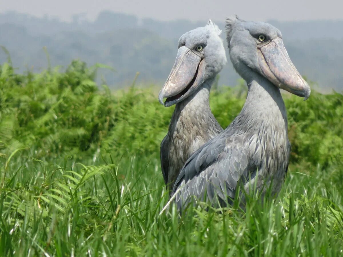 Китоглав видео. Цапля китоглав. королевский китоглав. цапля китоглав птенец. shoebill stork птица.