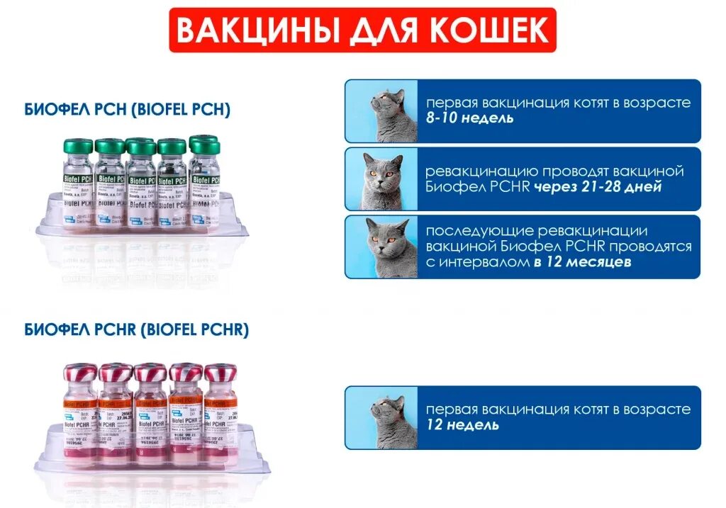 Биофел куда колоть. Биофел схема вакцинации кошек. биокан схема вакцинации. биофел вакцина для кошек. биофел без бешенства вакцина для кошек.