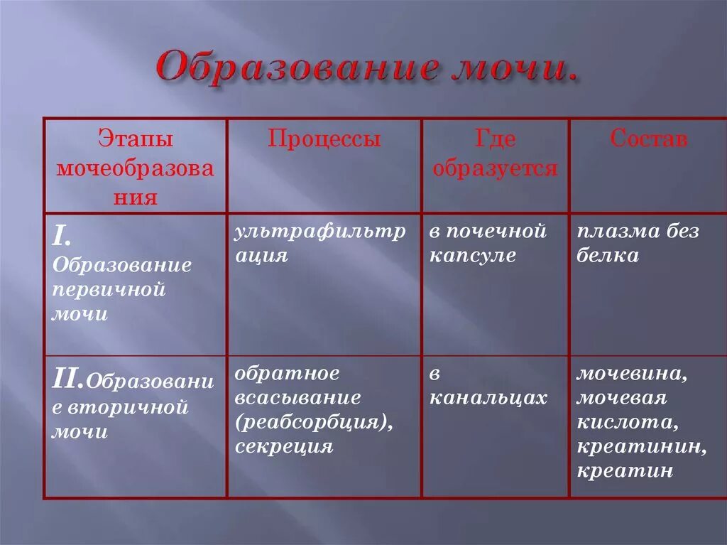 Образование мочи тест. Этапы образования мочи схема. Опишите этапы образования мочи. Образование мочи 1 фаза 2 фаза. Краткая схема образования мочи.