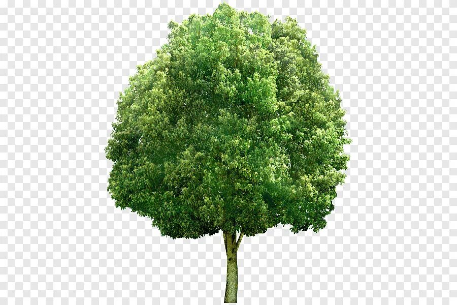 Tree 00