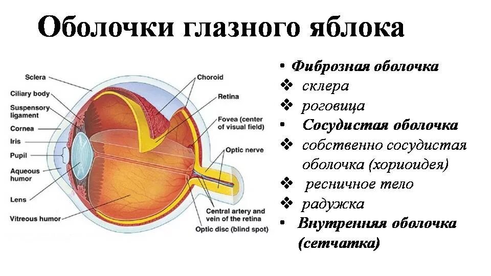 Какую роль играет оболочка глаза. Строение глазного яблока (оболочки и внутреннее ядро глаза).. строение наружной оболочки глазного яблока. особенности строения частей оболочек глазного яблока. фиброзная оболочка глазного яблока анатомия.