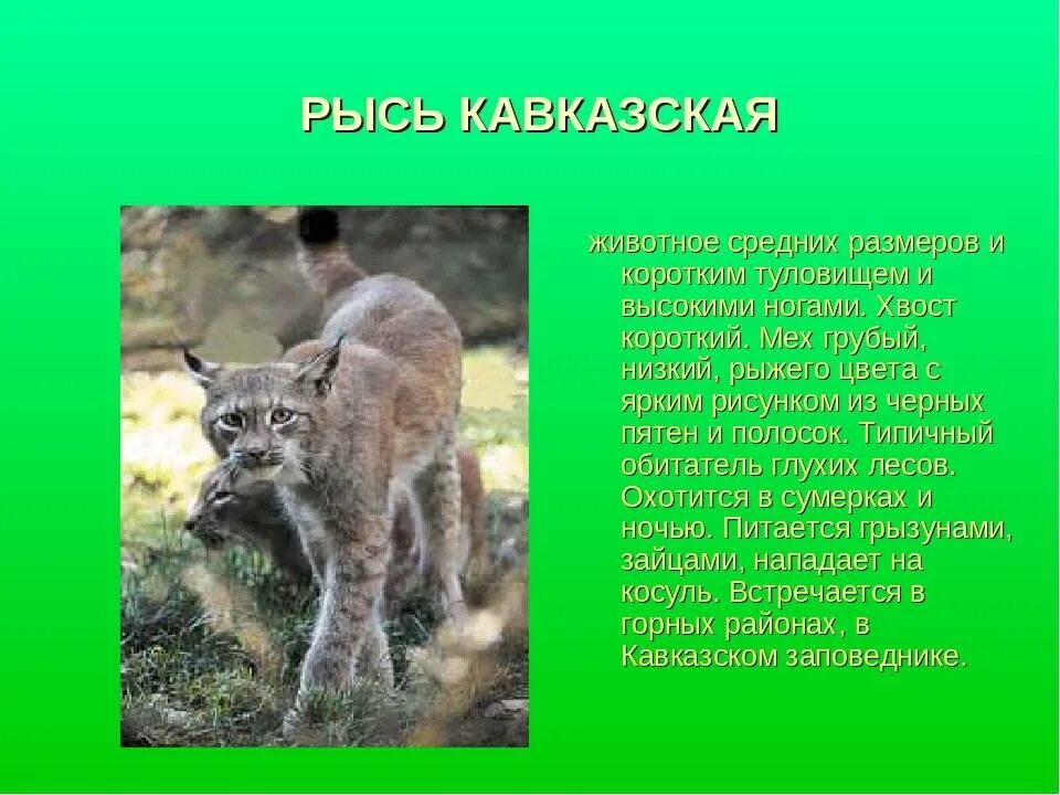 Красная книга Кубани Рысь Кавказская. Рысь красная книга Краснодарского края. Красная книга Краснодарского края животные Краснодарского края. Животные красной книги Краснодарского края Рысь Кавказская.