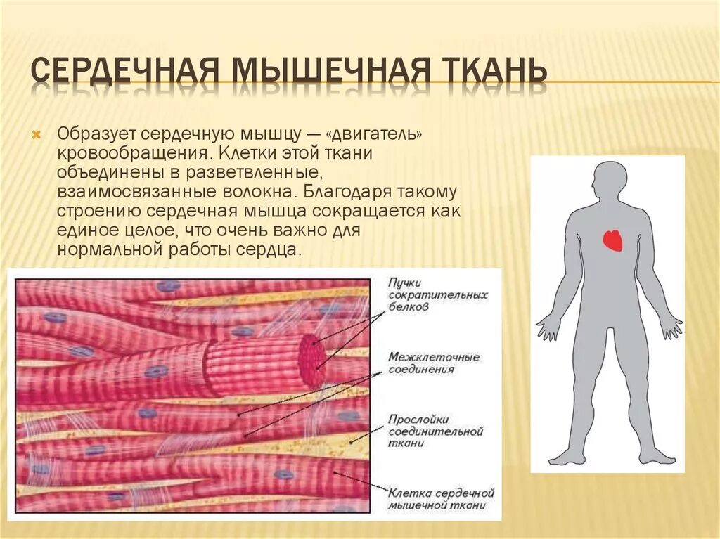Мышечная клетка функции. Строение сердечной мышечной ткани. сердечная мышечная ткань особенности строения. особенности строения сердечной мышечной ткани. сердечная мышечная ткань образована клетками:.