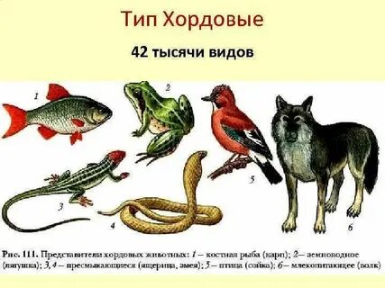 Какие животные относятся к биофильтратам