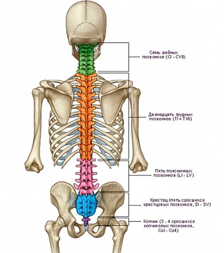 Анатомия человека кости скелета позвоночника. Анатомия костей поясничного отдела позвоночника. Отделы позвоночника человека на скелете человека.