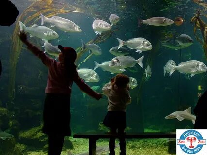 Deep sea world