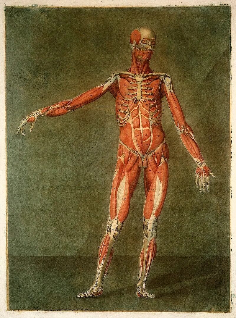 Анатом и врач андреас везалий. Остеология анатомия человека. 1 анатом. Анатомические театры в средневековье. 1 анатом.