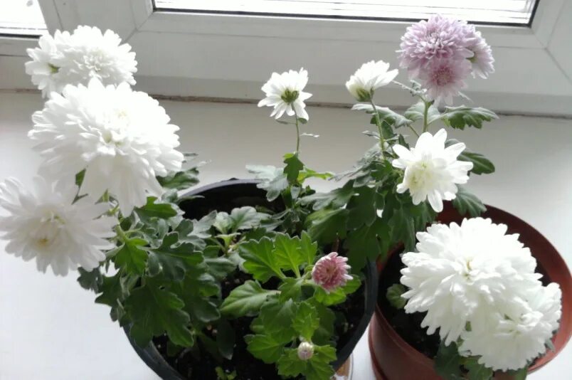Хризантемы осенние в горшках. Как сохранить хризантемы дома. Хризантема комнатная жарден. Хризантемы в горшках зимуют. Семена хризантемы комнатной.