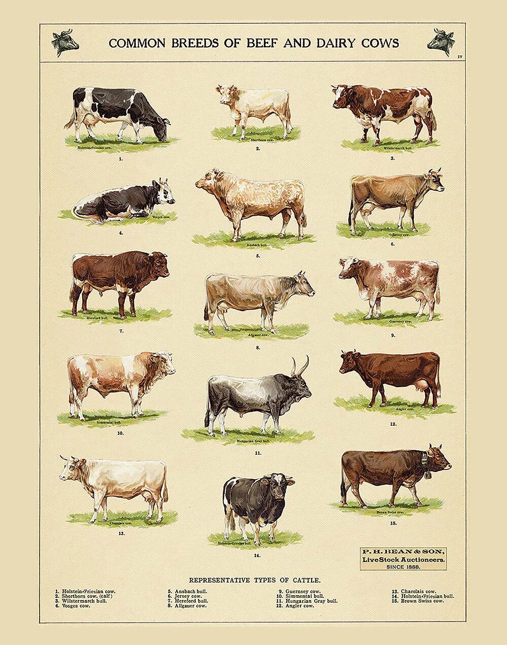 Какая есть корова. Породы крупного рогатого скота. Породы крупно рогатого скота. Домашние животные породы коров. Разновидность коров породы.