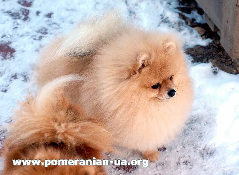Шпиц в костюме. Собачки зимой. Шпиц в одежде. Шпиц в костюмчике. Зимой нужна одежда шпицу.